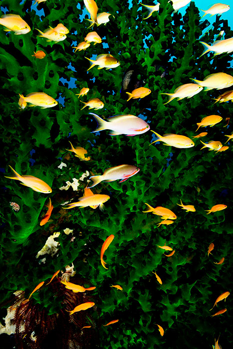 パプアニューギニアの魚の群れ（撮影：岡田裕介）