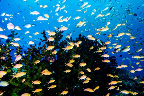 パプアニューギニアの魚の群れ（撮影：岡田裕介）