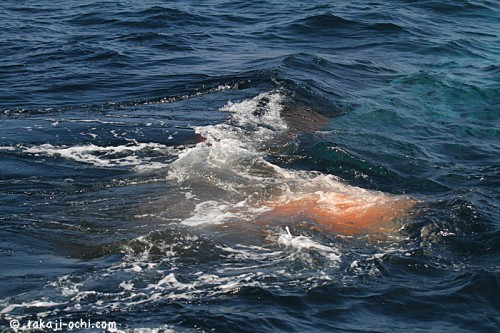 スリランカのシロナガスクジラの糞？（撮影：越智隆治）