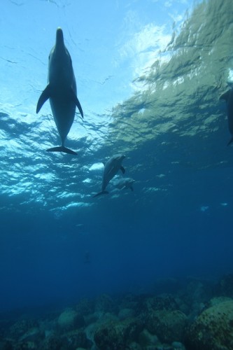 御蔵島のイルカ（撮影：小木万布）