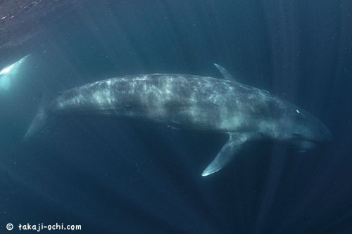 スリランカのシロナガスクジラ（撮影：越智隆治）