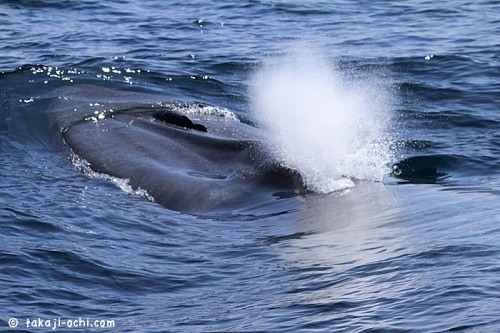 スリランカのシロナガスクジラ（ドワーフ・ブルーホエール?）（撮影：越智隆治）