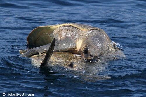 スリランカのウミガメの交尾（撮影：越智隆治）