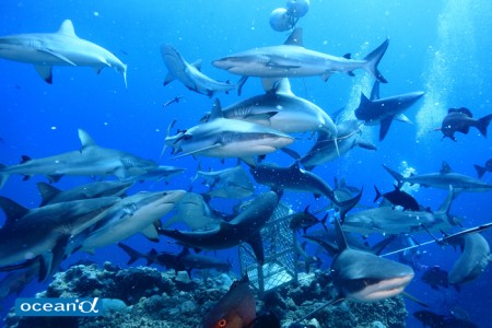オーストラリア、オスプレイリーフのサメの群れ（撮影：越智隆治）