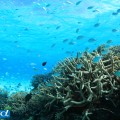 宮古島の青い海とサンゴ（撮影：越智隆治）