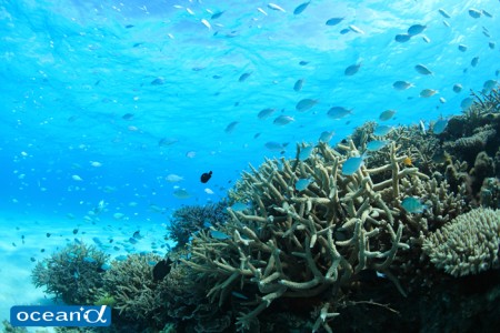 宮古島の青い海とサンゴ（撮影：越智隆治）