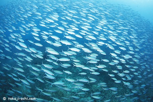 ラジャアンパットの魚の群れ（撮影：越智隆治）