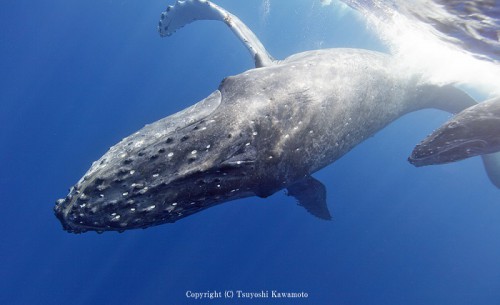 久米島のクジラ（撮影：川本剛志）