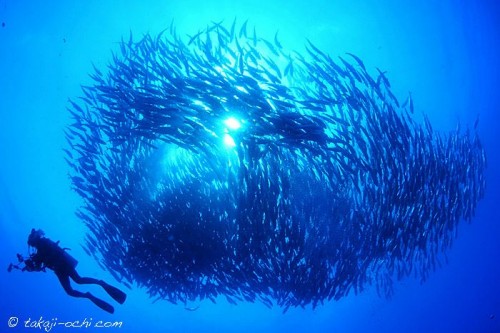 フィリピン、バリカサグ島のギンガメアジの群れ（撮影：越智隆治）