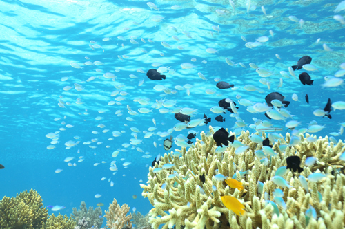 バリ島の魚の群れ（撮影：鍵井靖章）