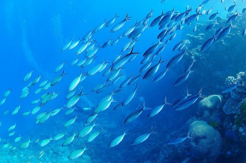 オーストラリア、グレートバリアリーフの魚の群れ（ササムロ）