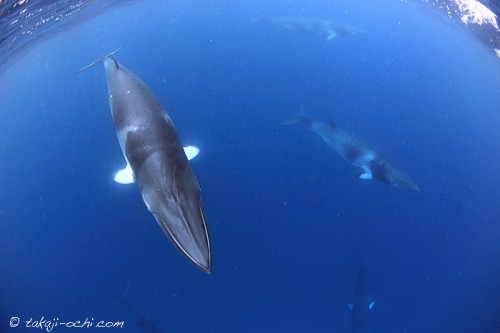 オーストラリア、グレートバリアリーフのミンククジラ（撮影：越智隆治）