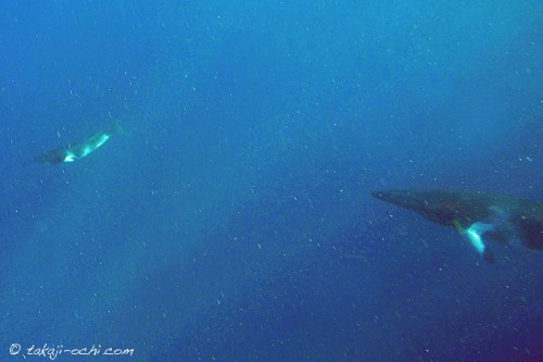 オーストラリア、グレートバリアリーフのミンククジラの親子（撮影：越智隆治）