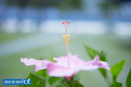 バリカサグ島の花（撮影：高砂淳二）