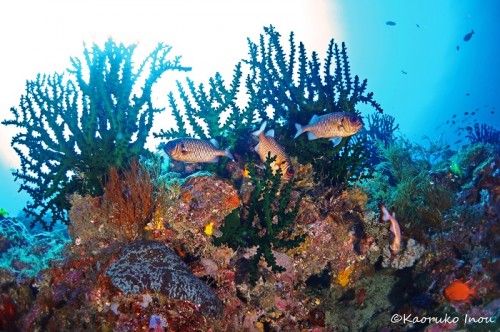 パプアニューギニア、リセナン島のサンゴ（撮影：稲生薫子）