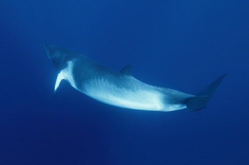グレートバリアリーフのミンククジラ（撮影：峯水亮）