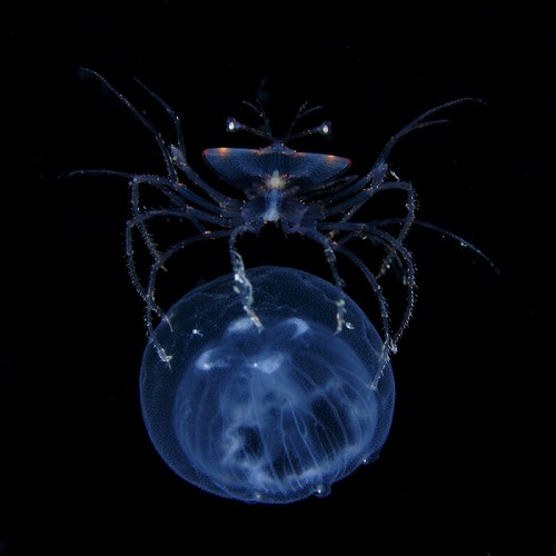 ミズクラゲに乗るウチワエビ属のフィロゾーマ幼生（撮影：峯水亮）