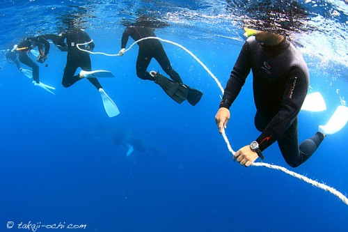 オーストラリア、グレートバリアリーフのミンククジラクルーズ（撮影：越智隆治）