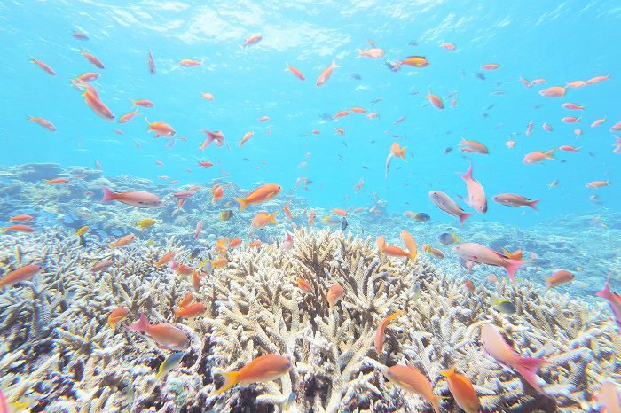 ハナダイが乱舞する極楽サンゴスポット 八重干瀬 やびじ ダイビングと海の総合サイト オーシャナ