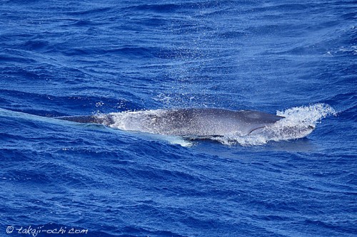 オーストラリア、グレートバリアリーフのミンククジラ（撮影：越智隆治）