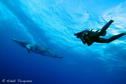 オーストラリア、グレートバリアリーフのミンククジラ（撮影：寺山英樹）