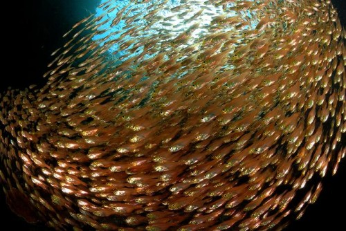 魚の群れ（撮影：古菅正道）