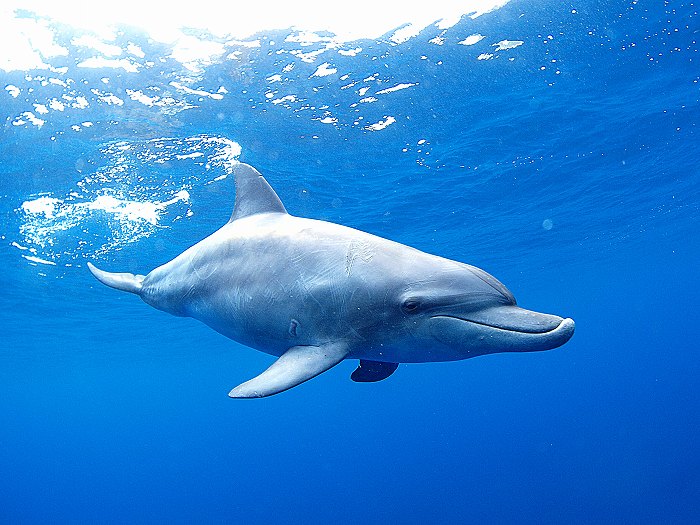 御蔵島で見られた 灘イルカ とは ハンドウイルカとミナミハンドウイルカの違い ダイビングと海の総合サイト オーシャナ