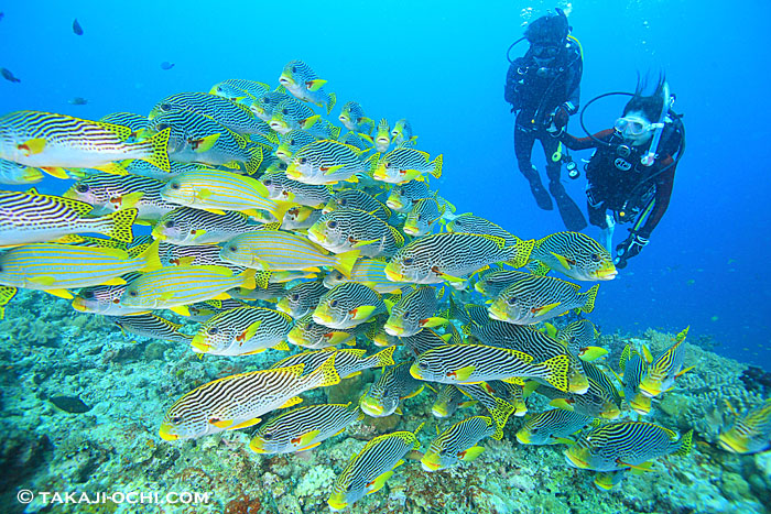 ニューカレドニアの魚の群れ（撮影：越智隆治）