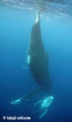 トンガのザトウクジラ（撮影：越智隆治）