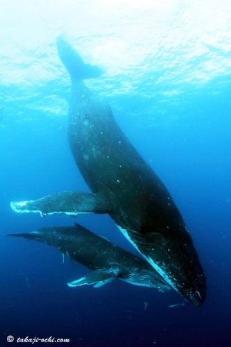 トンガホエールスイムのザトウクジラ（撮影：越智隆治）