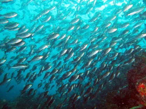伊豆大島の魚の群れ(提供:シーサウンド)