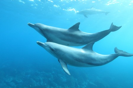 イルカは何歳まで生きるのか？イルカの寿命の調べ方