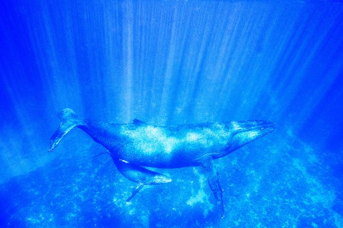 トンガのザトウクジラ（撮影：岡田裕介）