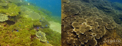 和歌山県田辺市沖の同じ場所の3月と9月のサンゴ群集（撮影：座安佑奈）