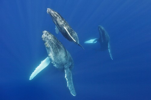 久米島のザトウクジラ（撮影：川本剛志）