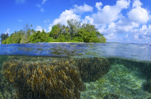 パプアニューギニアの海・半水面（撮影：中村卓哉）