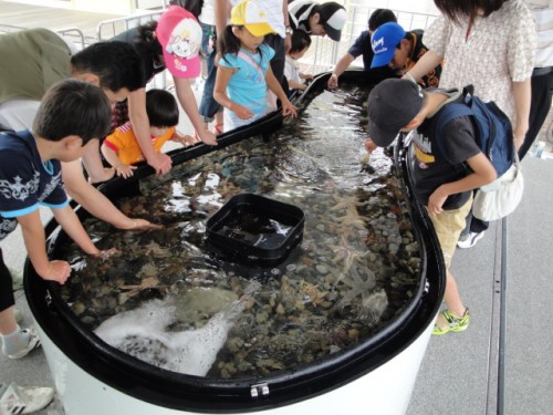 タッチプールで海の生き物に触れる子どもたち（写真提供：アクアマリンふくしま）