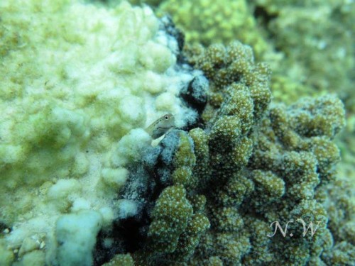 サンゴの病気：黒帯の上にイシガキカエルウオ（提供：和田直久）