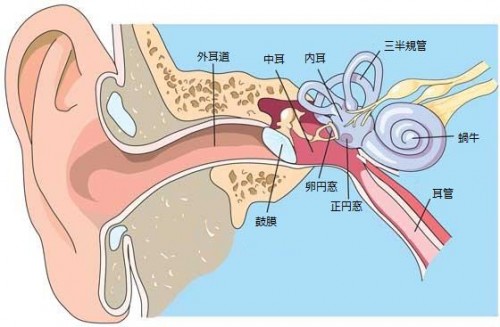 耳の圧外傷（提供：DAN JAPAN）