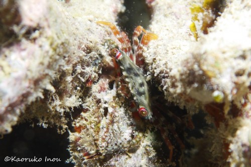 リセナン島のハウスリーフ、珊瑚の間に隠れるカニ（撮影：稲生薫子）