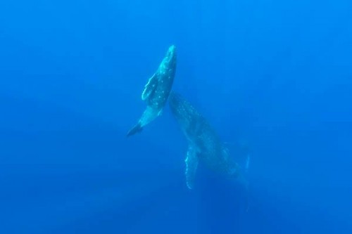 久米島のザトウクジラ（撮影：羽村尚男）