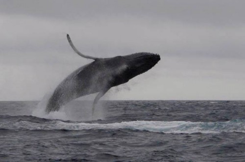 ザトウクジラのブリーチング潮吹き（撮影：花園清治）