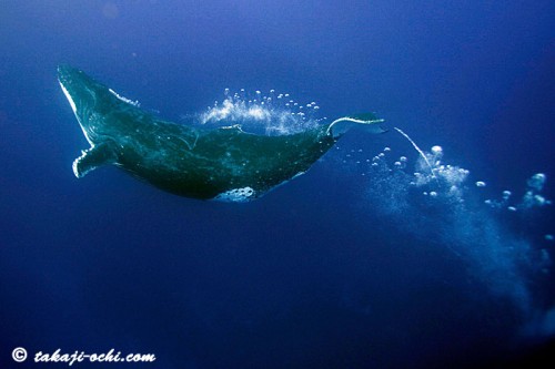 トンガのクジラ（撮影：越智隆治）