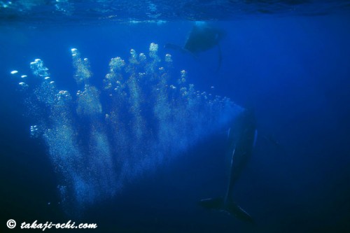 トンガのクジラ（撮影：越智隆治）