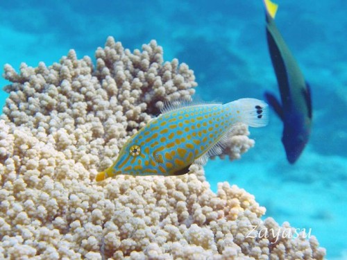 魚は犬以上の嗅覚を持つ!?　体臭で敵を欺くサンゴ礁に棲む魚の擬態