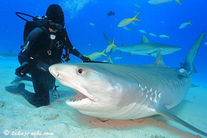 ダイビング中 サメに遭遇して失神 サメは人を襲うのか ダイビングと海の総合サイト オーシャナ