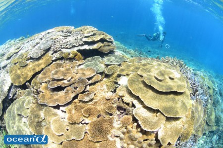 宮古島のサンゴ（撮影：むらいさち）