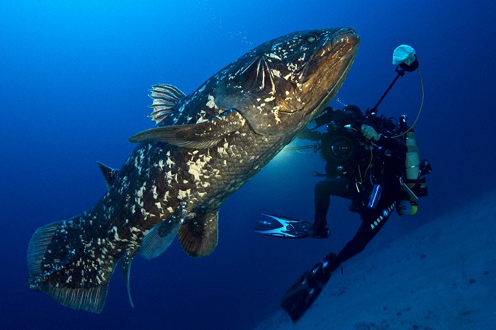 水深120mで生きた化石 シーラカンスを撮影 海洋生物学者ローラン バレスタ氏インタビュー ダイビングと海の総合サイト オーシャナ