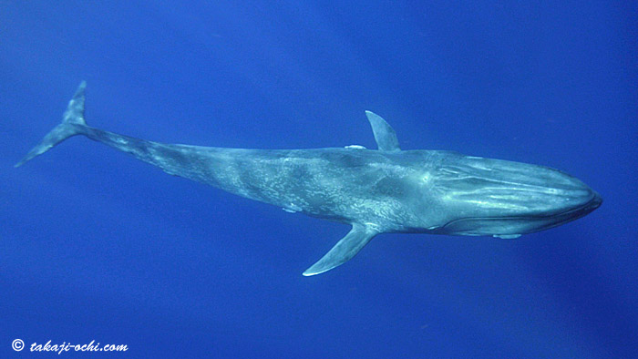シロナガスクジラ ダイビングと海の総合サイト オーシャナ