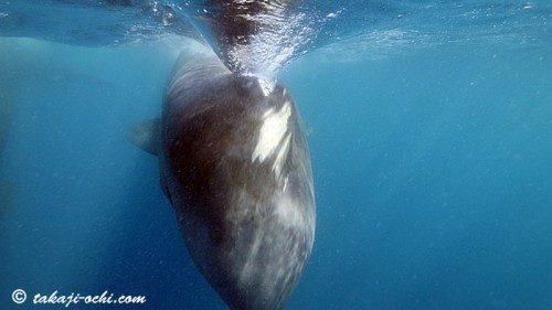 スリランカのシロナガスクジラ（撮影：越智隆治）